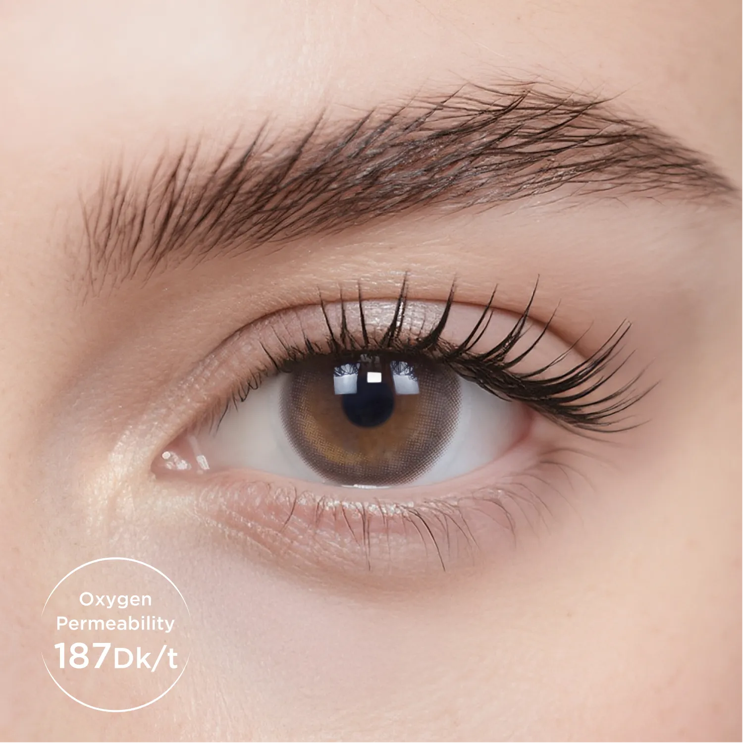 Eylumi Oolong Brown monthly colored contact lenses close-up