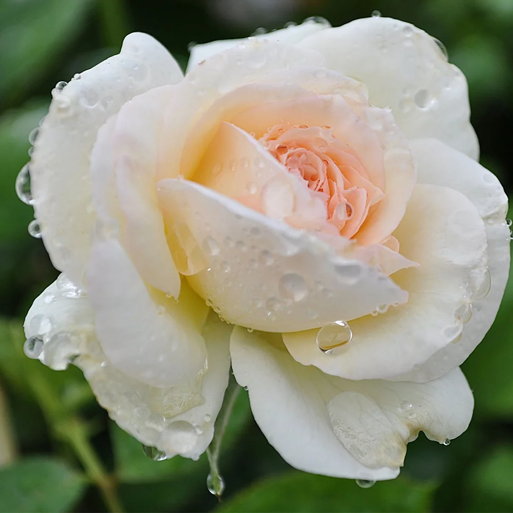 Heirloom Roses Rose Bush - White Eden Climber? Climbing Roses , Live Rose Plant - Curated Treasures Market