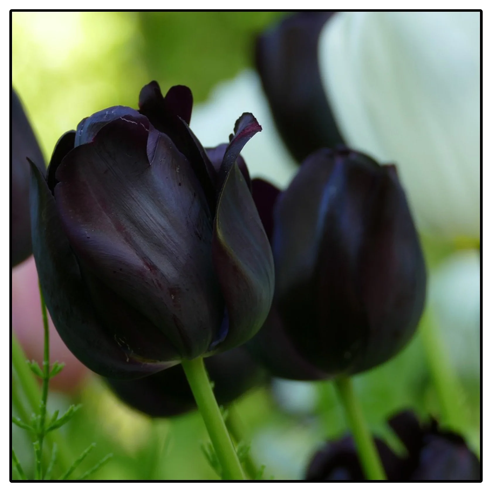 Tulip Bulbs, Easy Planting,Tulip Flowers Bulbs,Tulip Bulbs