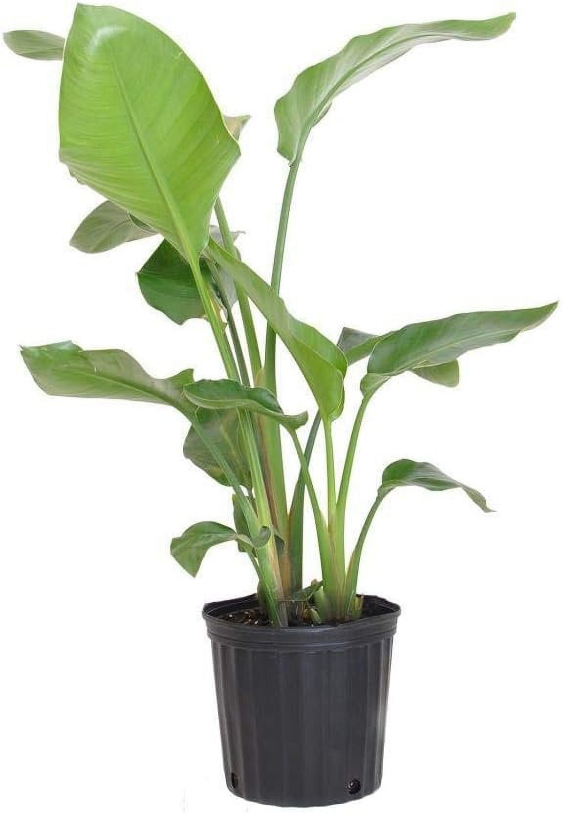 Giant White Bird of Paradise - Live Plant in a 3 Gallon Pot - Strelitzia Nicolai - Stunning Tropical Evergreen Plant