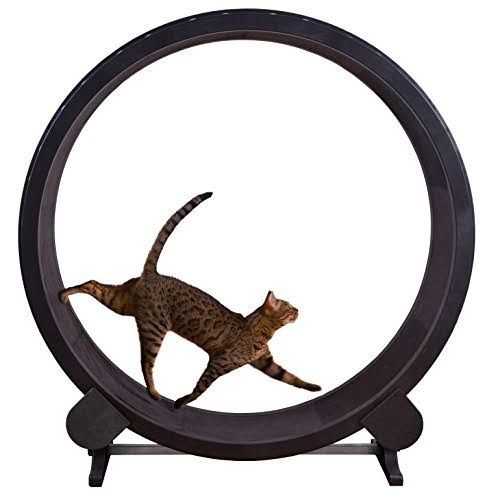 One Fast Cat Exercise Wheel (Black)