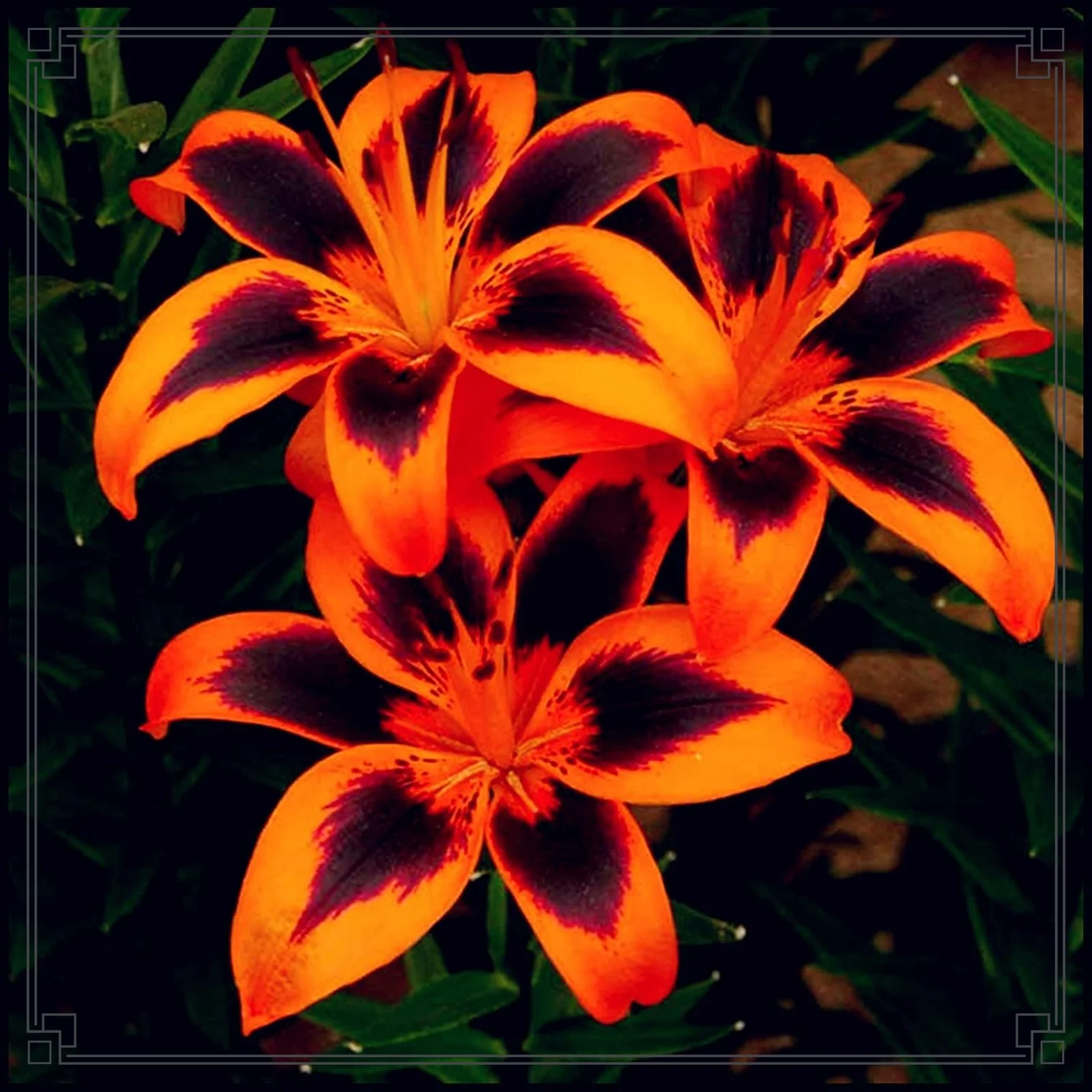 Lily Flower Lily Bulbs Bulk Lily Bulbs Lily Bulbs For Sale Stargazer Lily Bulbs Perennials Garden Flowers - Curated Treasures Market