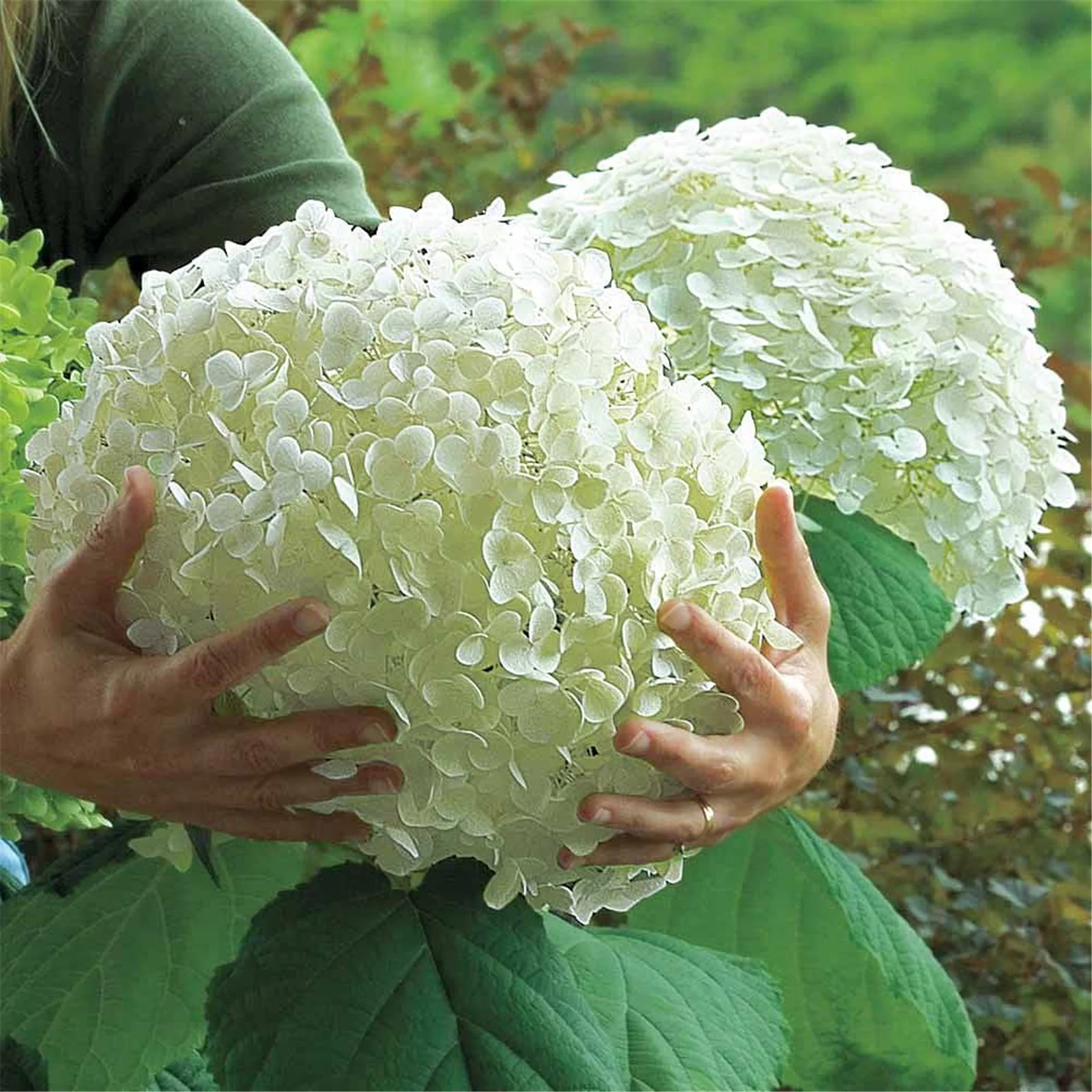 Hydrangea?Bulbs, Hydrangea?Rhizome,Gardening Treasures,Hydrangea?Plants,Hydrangea?Gallon, Cold And Drought Resistant, Easy For Gardeners To Grow