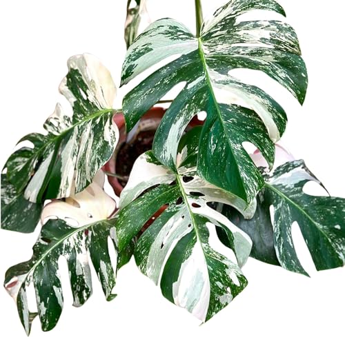 Monstera Albo Plant Live 18-24 Inches