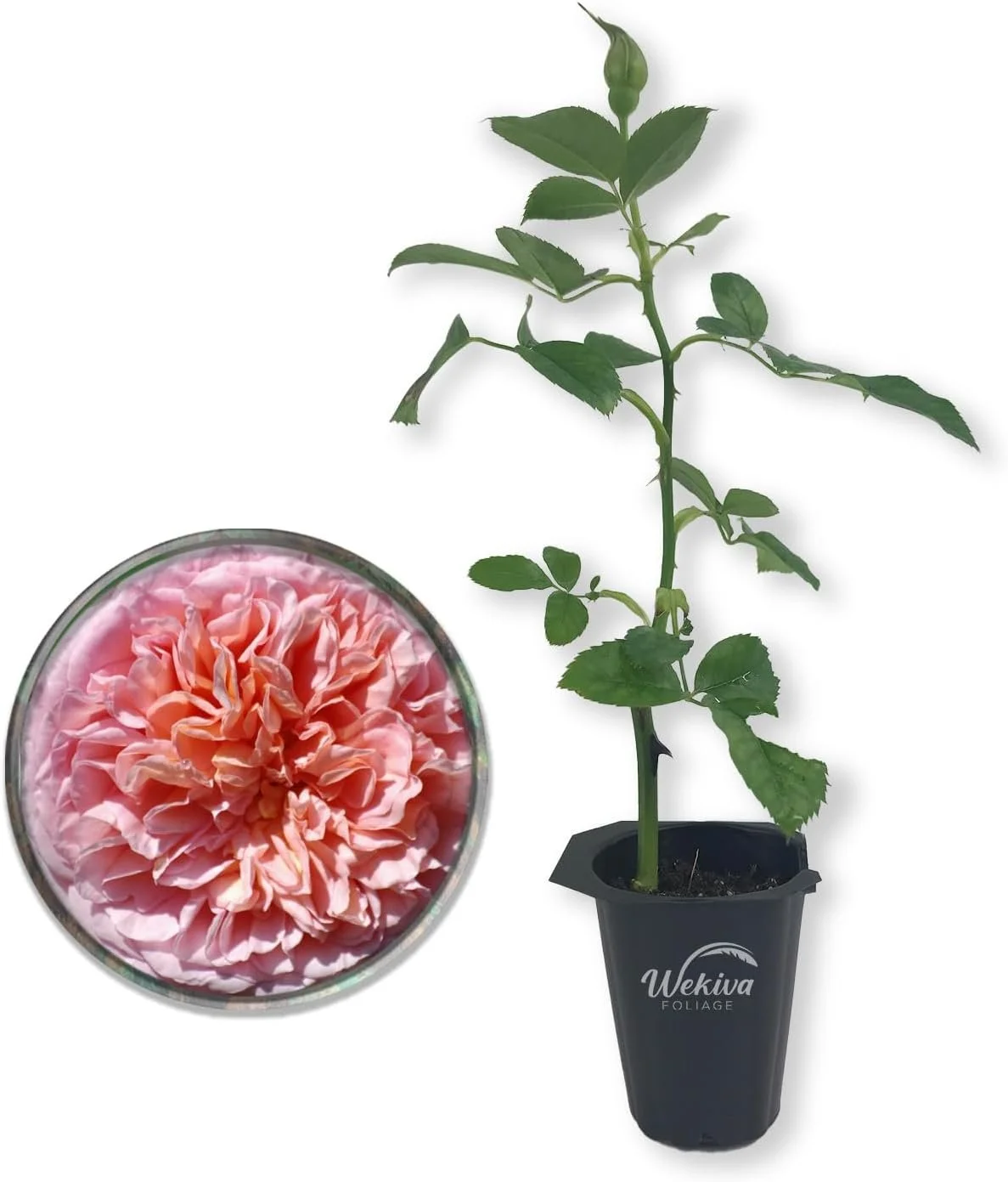 Abraham Darby Rose Bush - Live Starter Plant in a 2 Inch Pot - Beautifully Fragrant Heirloom Rose from Florida