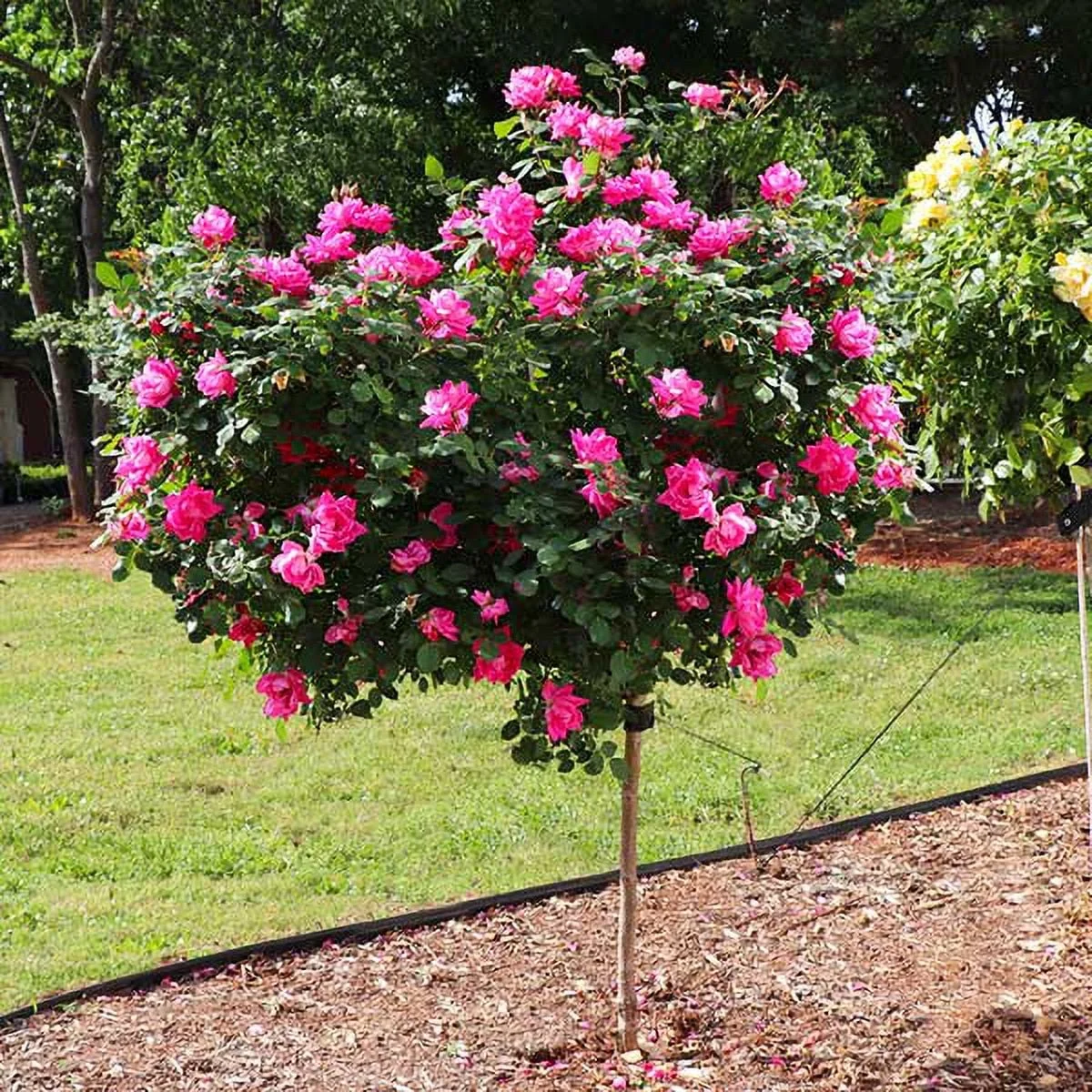 Brighter Blooms - Pink Knock Out Rose Tree, 3-4 ft. - No Shipping To AZ - Radiant Selections