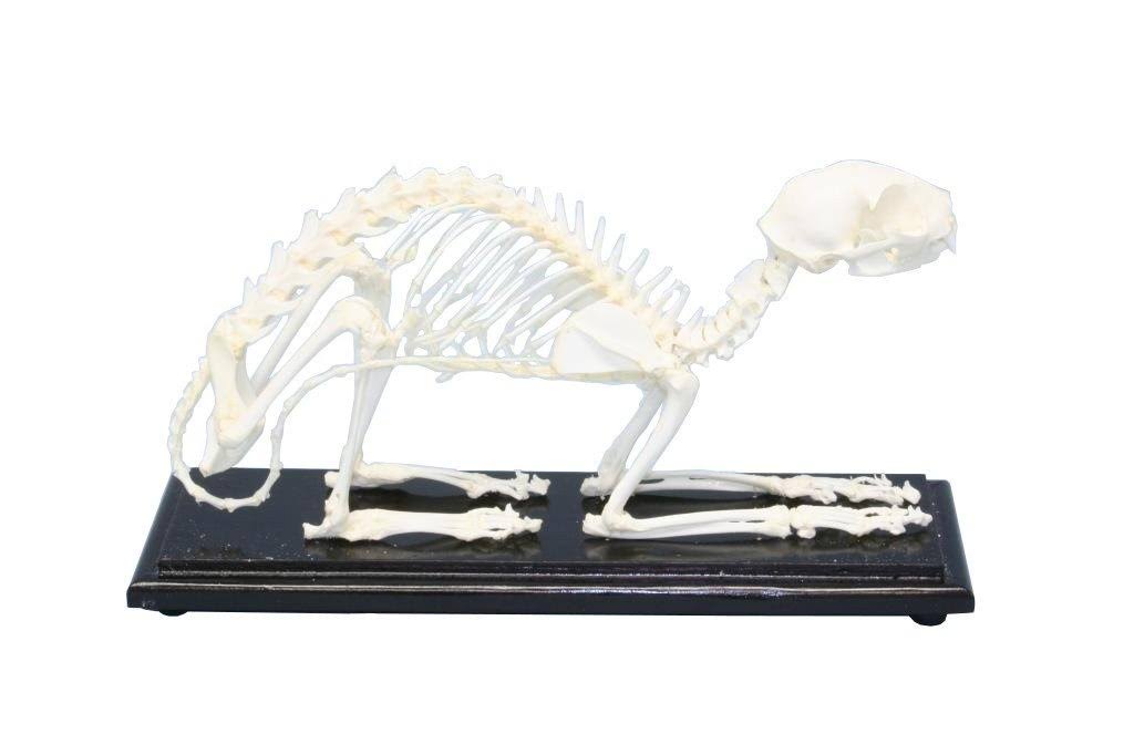 C u0026 A Scientific - Premiere 51009 Real Cat Skeleton