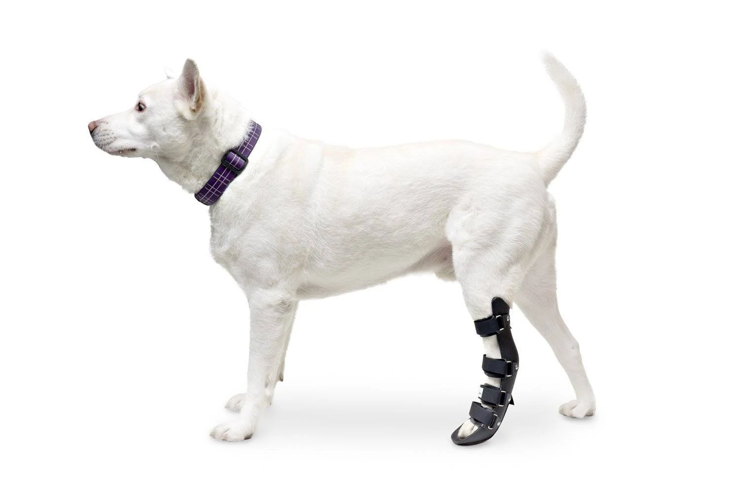 Walkin& Pet Splint for Dog, Canine Rear Leg Small