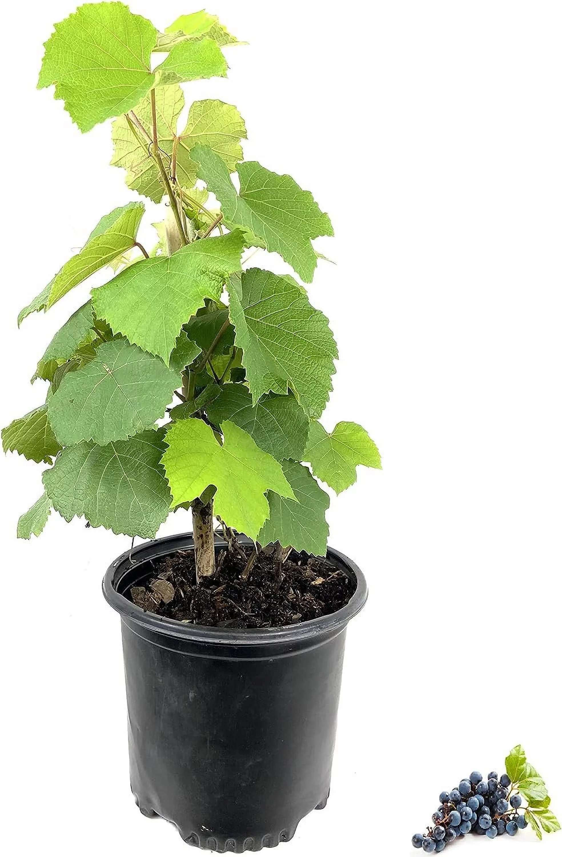 Grape Vine Plant - Live Plant in a 6 Inch Growers Pot - Variety is Grower's Choice Based on Health, Beauty and Season