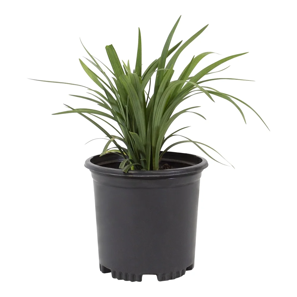 Altman Plants 1Gal Liriope Live Plant with Grower Pot - Curated Treasures Market
