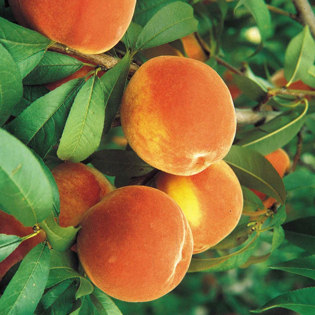 Floridaking Peach Standard Dormant Bare Root Starter Fruit Tree, 1-Pack - Curated Treasures Market