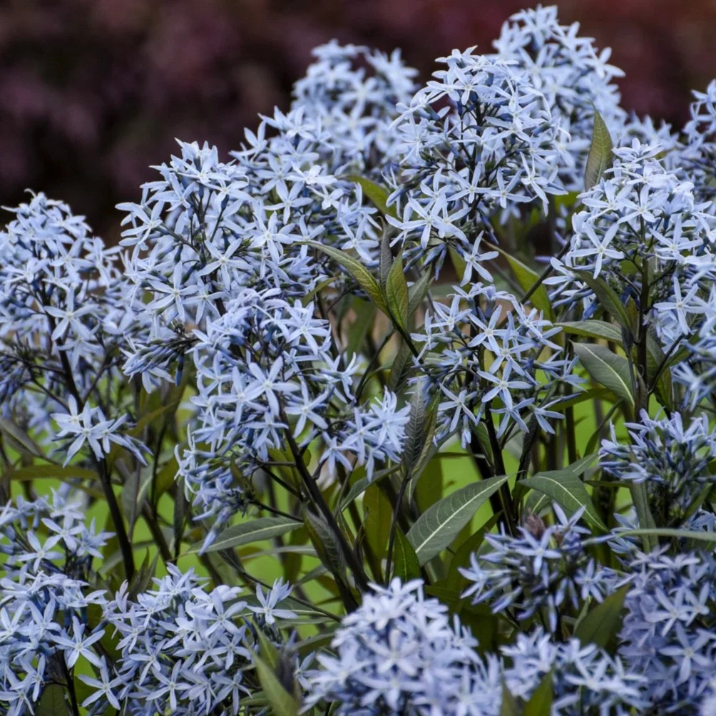 Storm Cloud Bluestar (Amsonia) Live Plant, Blue Flowers, 1 Gal. - Curated Treasures Market