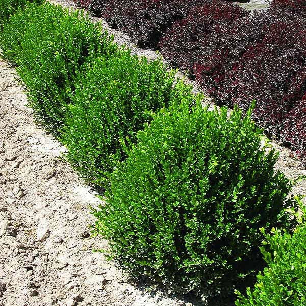 Green Velvet Boxwood Shrub - Curated Treasures Market