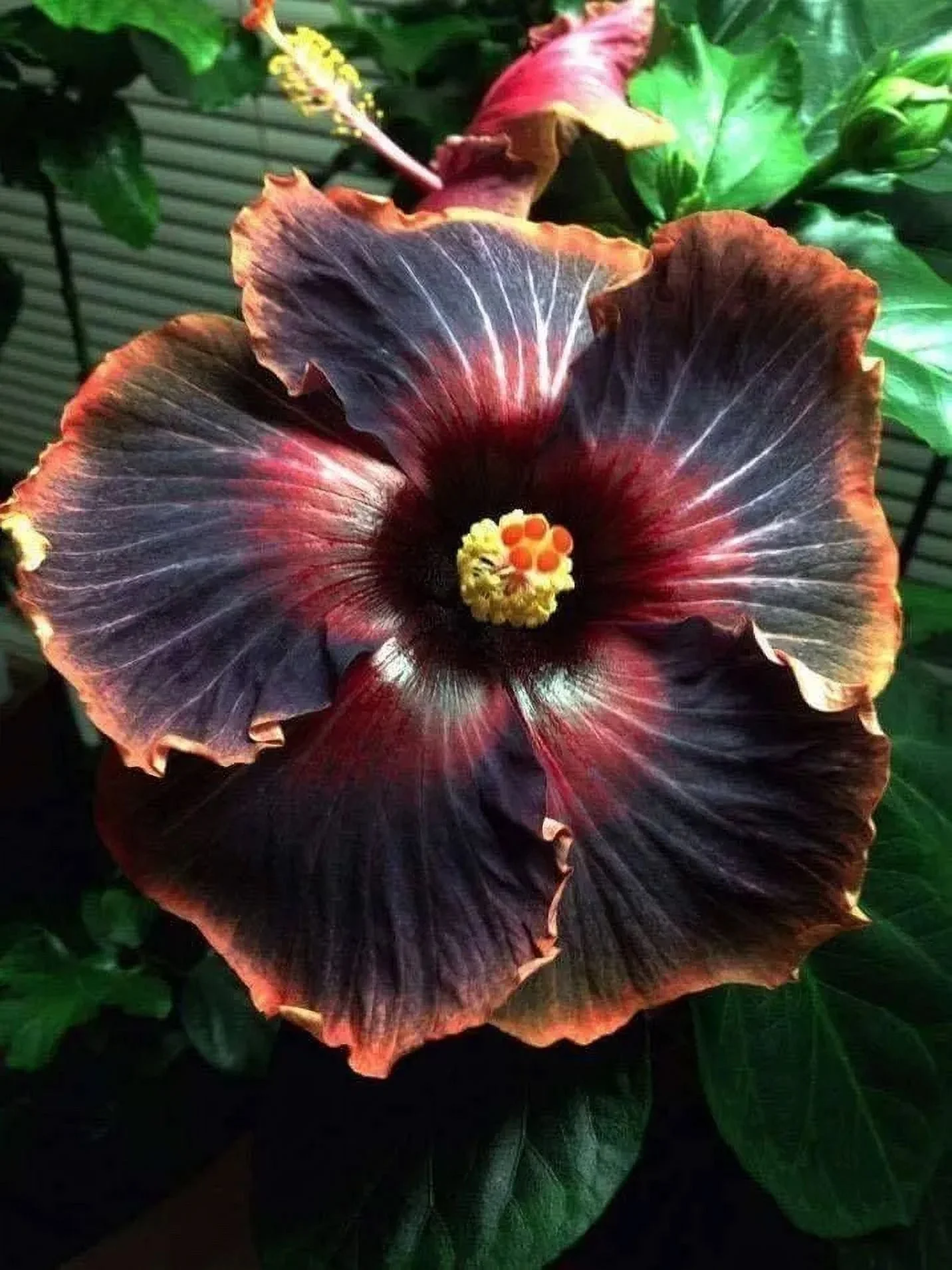 BLACK RAINBOW**SMALL Rooted Tropical Hibiscus STARTER Plant*Ships Bare Root