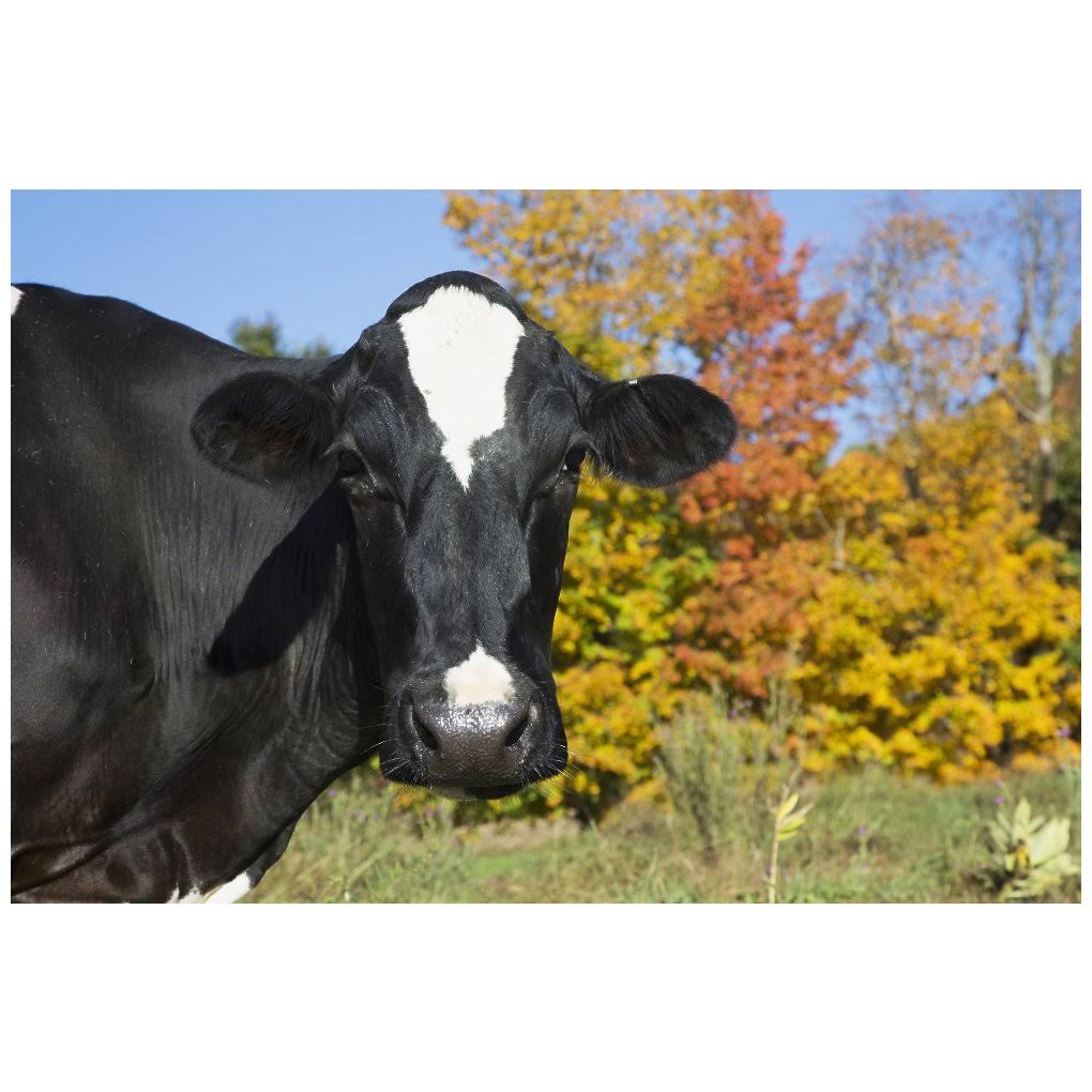 Posterazzi Holstein Dairy Cow in Autumn Pasture Salem New York United States of America Posterprint DPI12257352LARGE