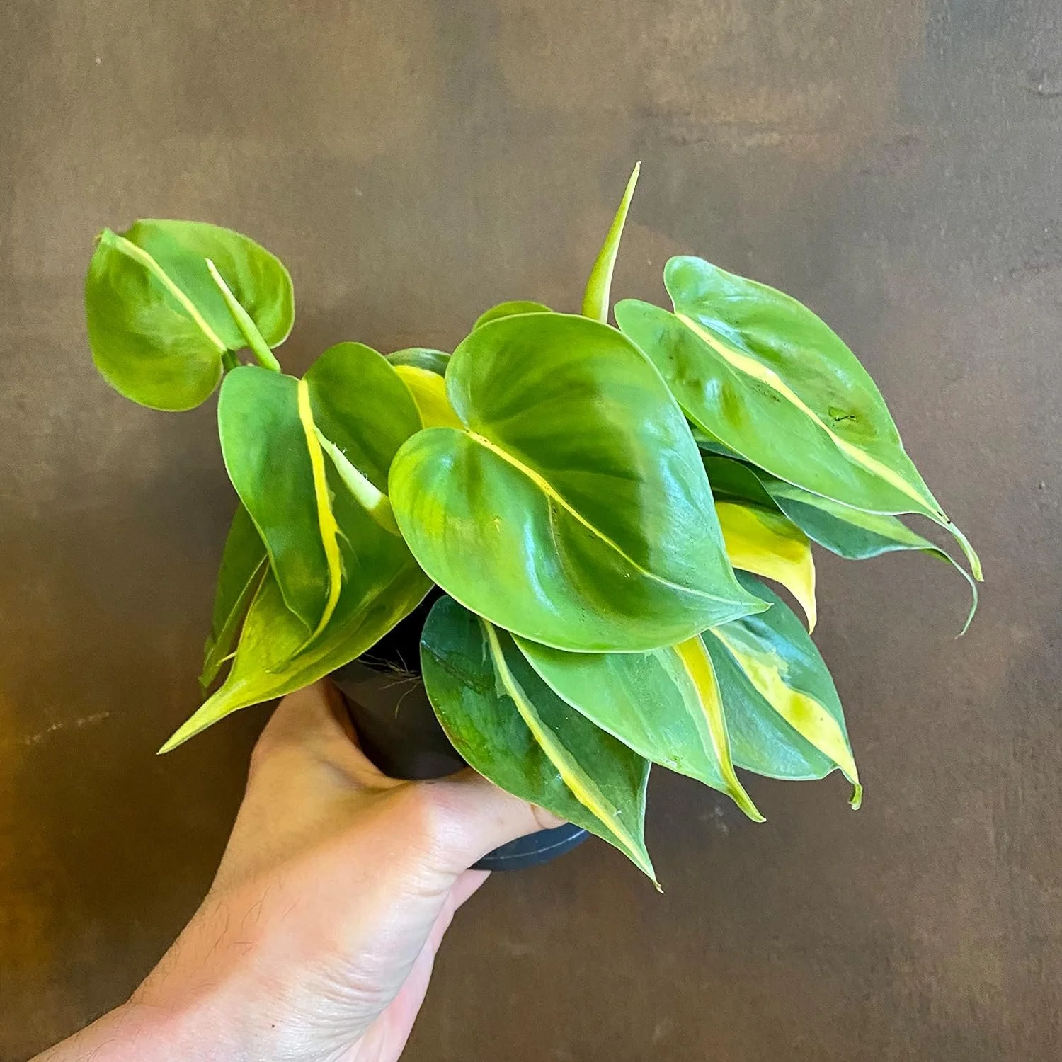 Brasil Philodendron - Live Plant in a 4 Inch Pot - Philodendron Erubescens - Extremely Rare and Beautiful Indoor Houseplant
