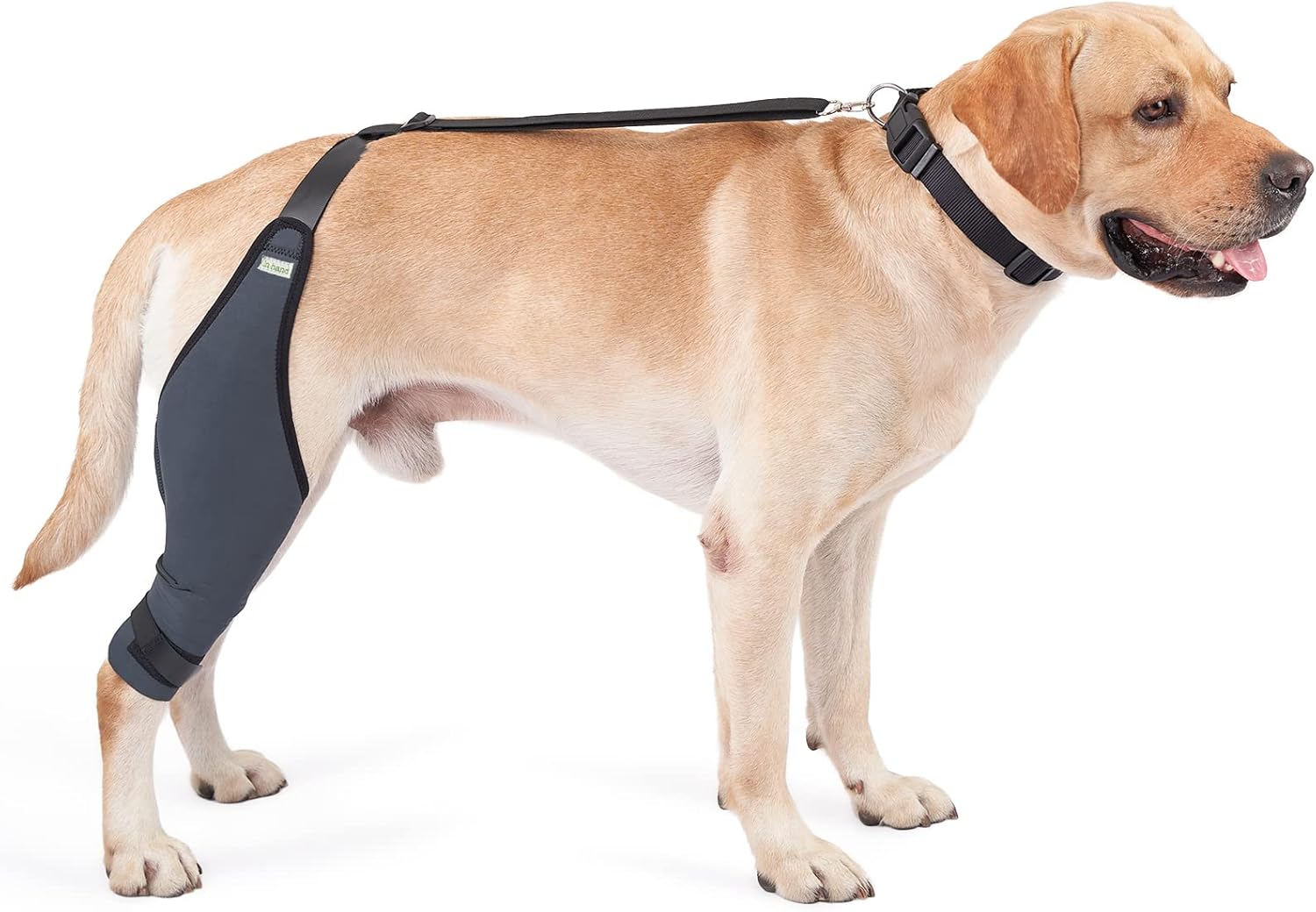 IN HAND Canine Dog Knee Brace, Knee Immobilizer Support for Dogs with Torn ACL, Knee Cap Dislocation, Arthritis