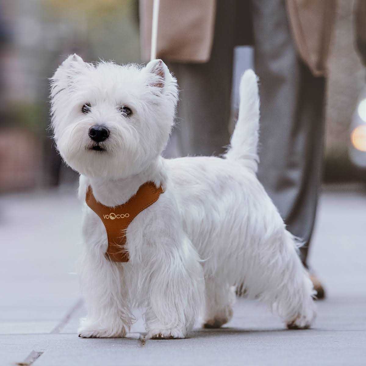 VOOCOO #OOTD Pet Harness and Leash Set - Pet Supplies online store