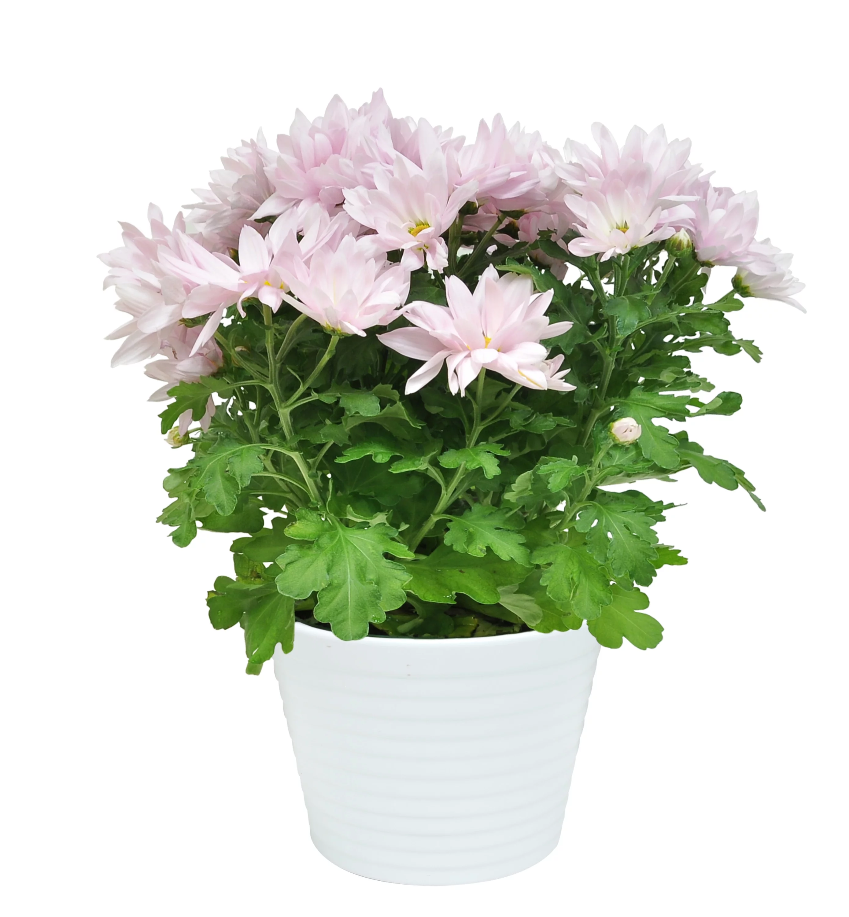 Live Indoor 15in. Tall Assorted Mums; Bright, Direct Sunlight Plant in 6in. Ceramic Planter - Curated Treasures Market