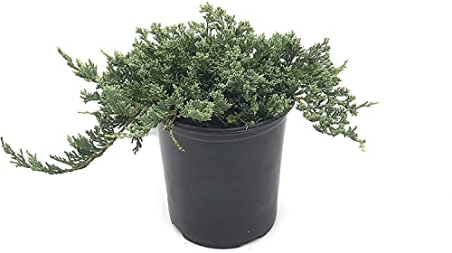 Blue Rug Juniper | 3 Live Gallon Size Plants | Juniperus Horizontalis 'Wiltonii' | Drought Tolerant Cold Hardy Evergreen Groundcover