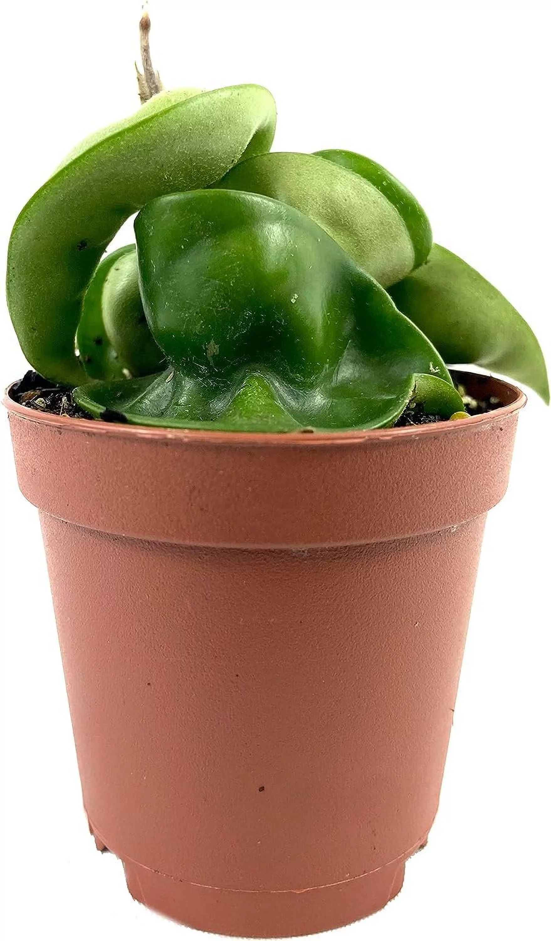 Hoya Hindu Rope Plant - Live Plant in a 2 Inch Pot - Hoya Carnosa 'Compacta - Indoor Houseplants Straight from The Nursery - Curated Treasures Market