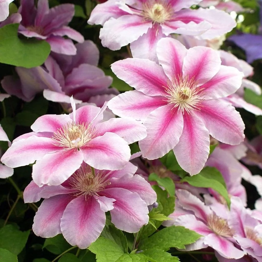Bees Jubilee Clematis Vine - Live Plant in a 4 Inch Growers Pot - Clematis 'Bees Jubilee' - Starter Plants Ready for The Garden
