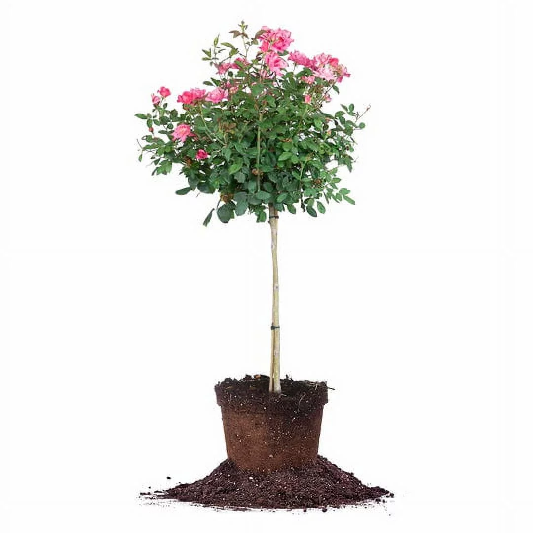 4-5 ft Double Pink Knock Out Rose Tree - Drought Tolerant - Year Long Re-blooms - Curated Treasures Market