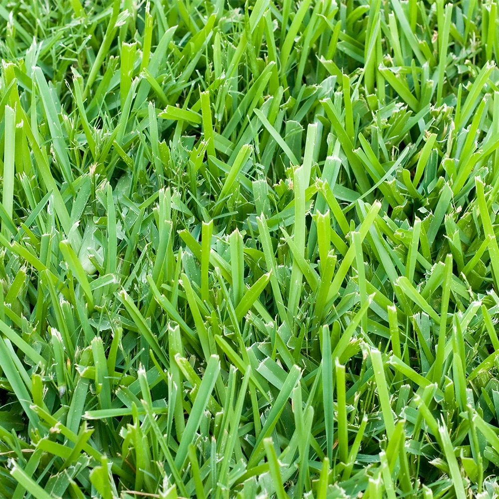 St. Augustine 500 sq. ft. Sod Pallet - Radiant Selections