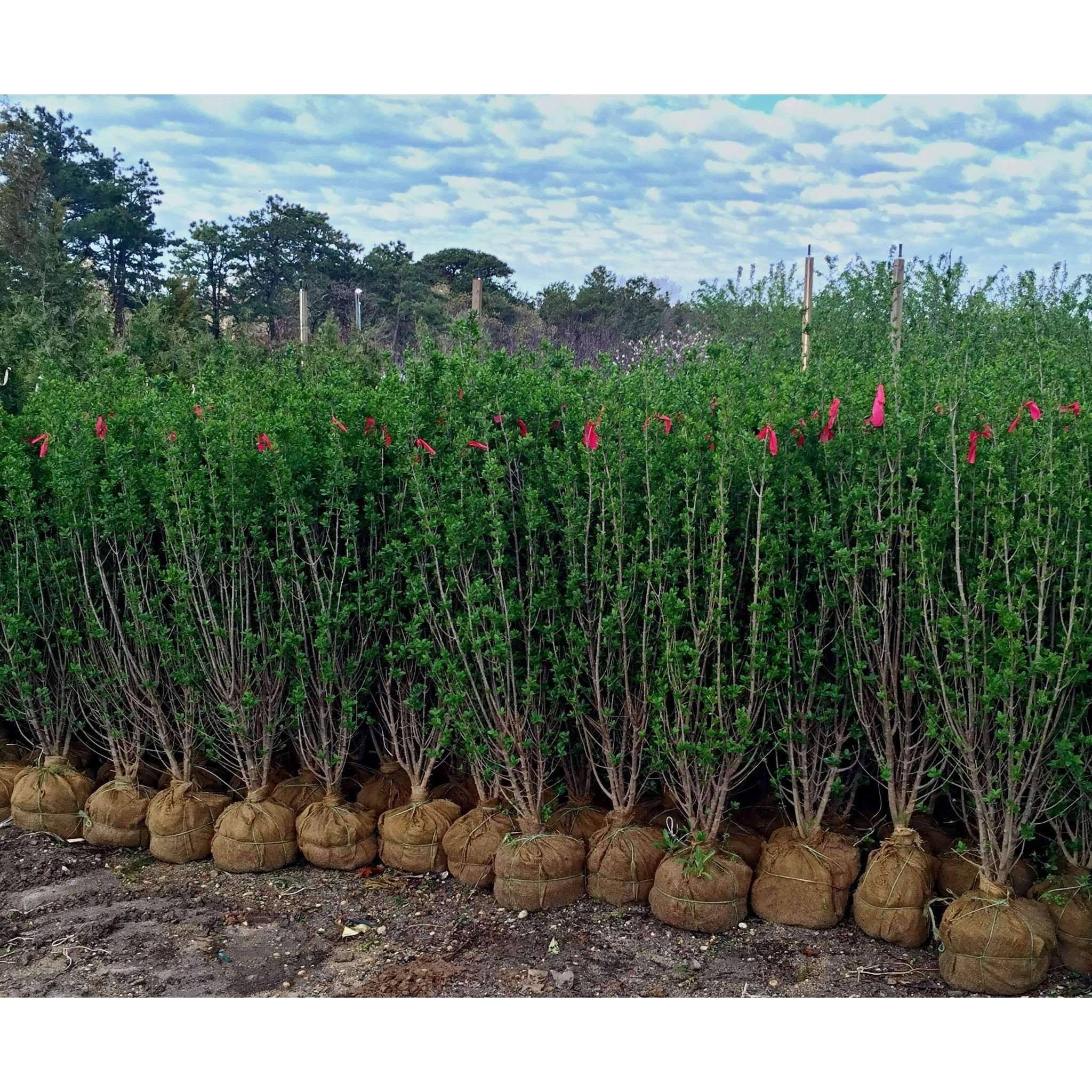 California Privet, 3-4 ft