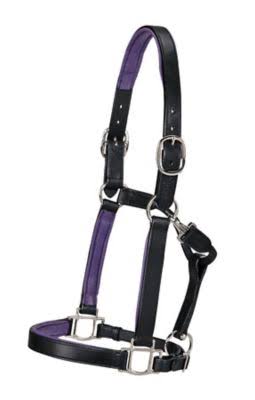 Dover Saddlery Bright Padded Halter, 5178317980, Black/Purple