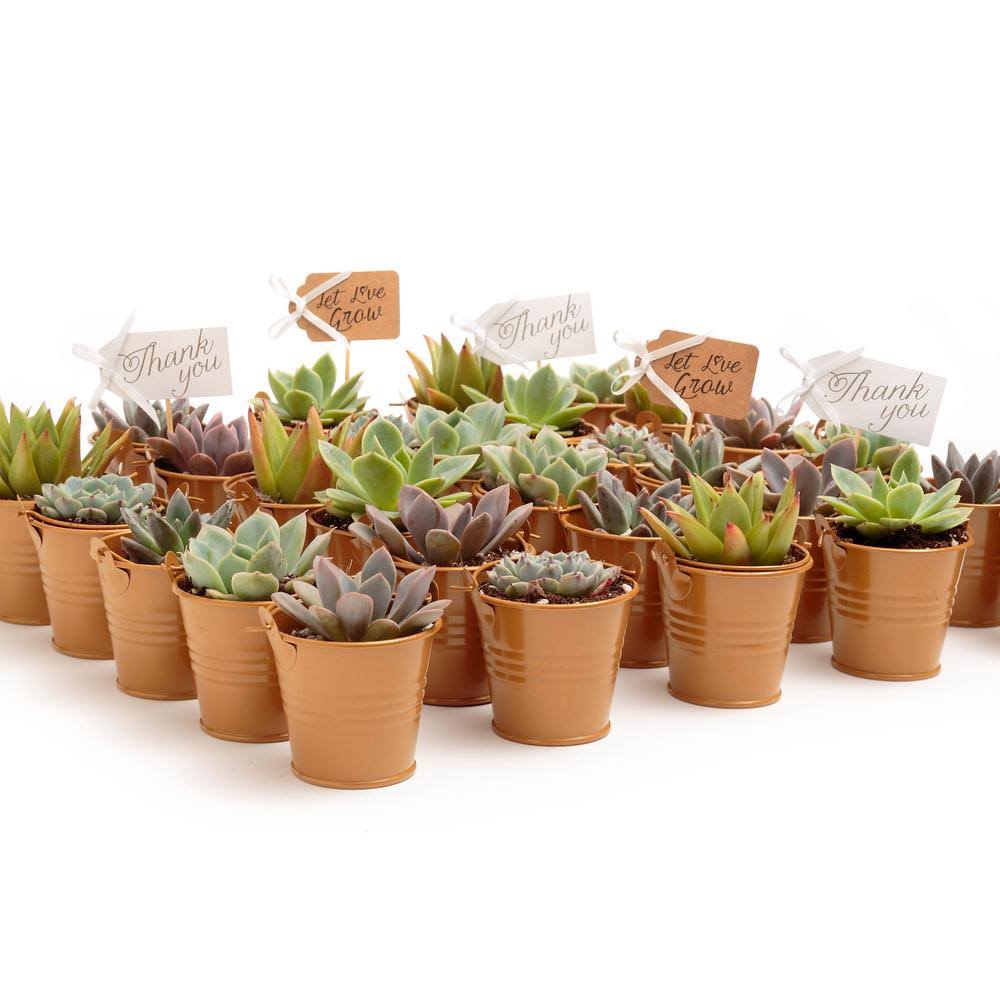 The Succulent Source 2 in. Wedding Event Rosette Succulents Plant with Caramel Metal Pails and Let Love Grow Tags (100-Pack)