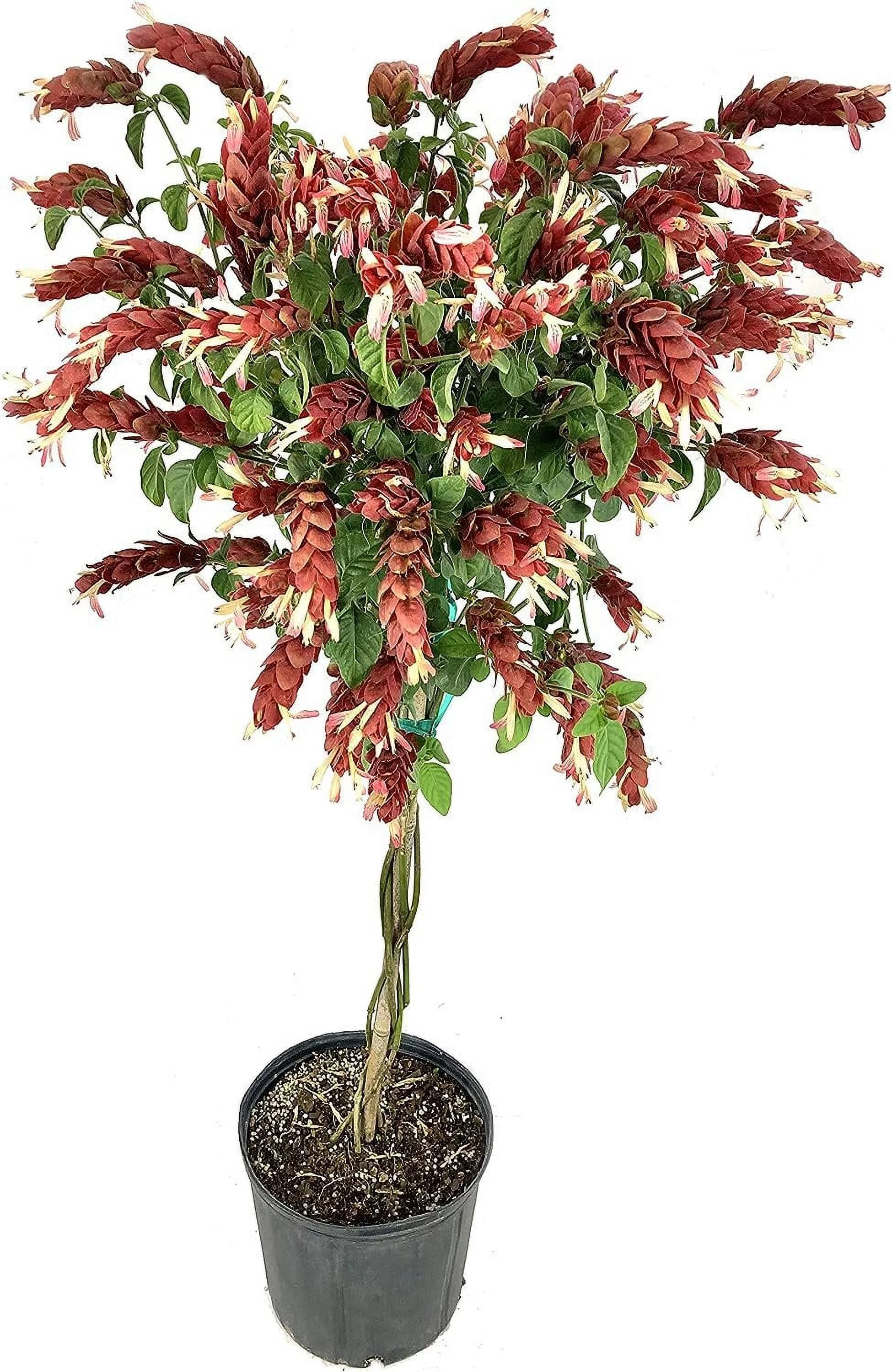 Shrimp Tree - Live Plant in a 10 Inch Growers Pot - Justicia Brandegeeana - Rare and Exotic Ornamental Flowering Tree - Radiant Selections