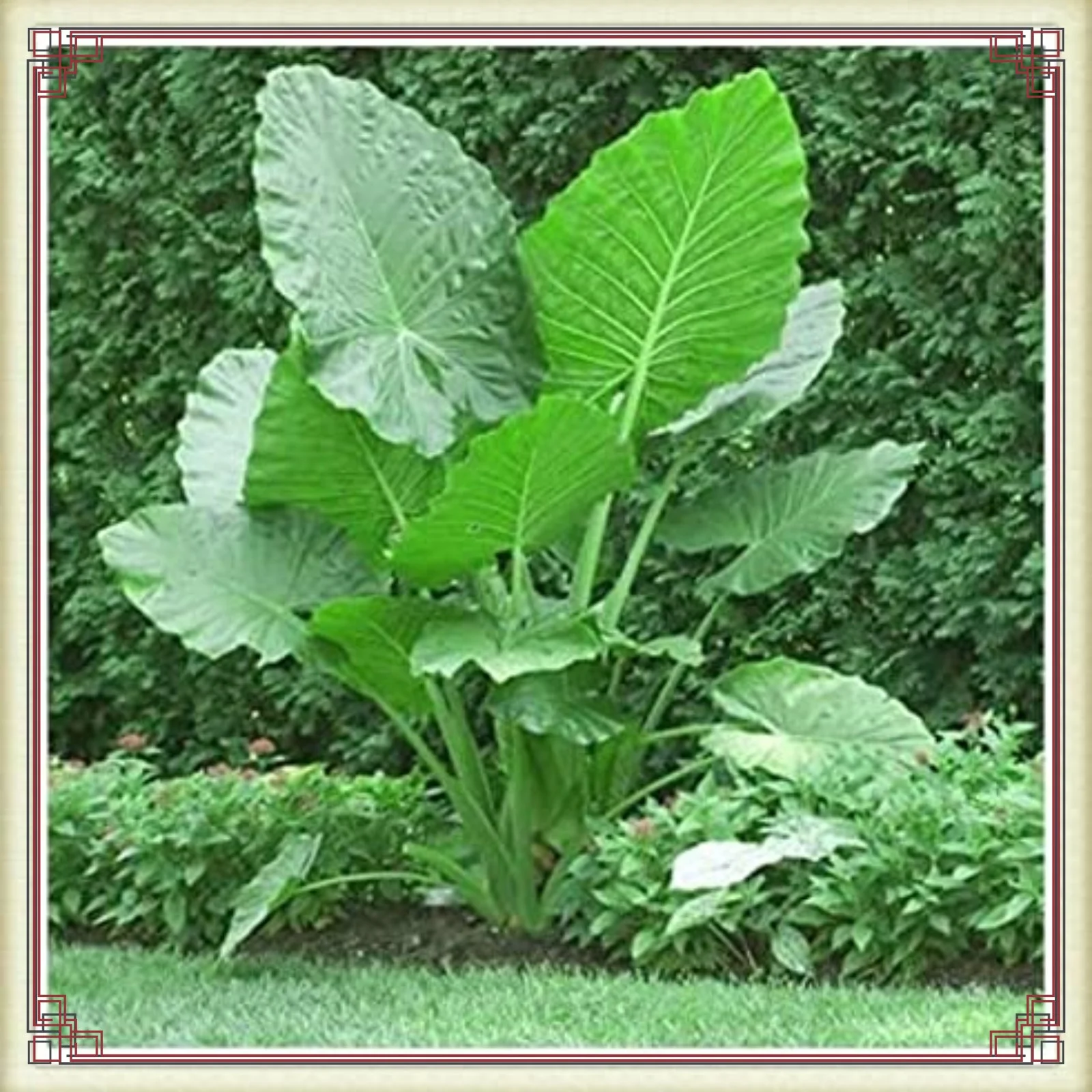 Elephant Ears Bulbs Elephant Ear Plant Live Elephant Ears Bulbs For Planting Alocasia Bulbs For Sale Courtyard Decoration - Curated Treasures Market