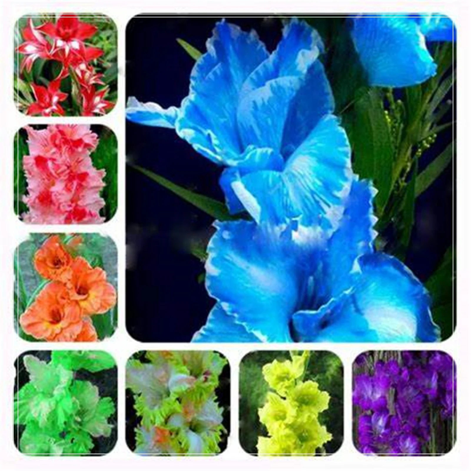 Gladiolus Bulbs, Cold And Drought Tolerant, Gladiolus Flower Bulbs,Easy To Care For, Gardening Enthusiasts, Gladiolus, Gladiolus Plant