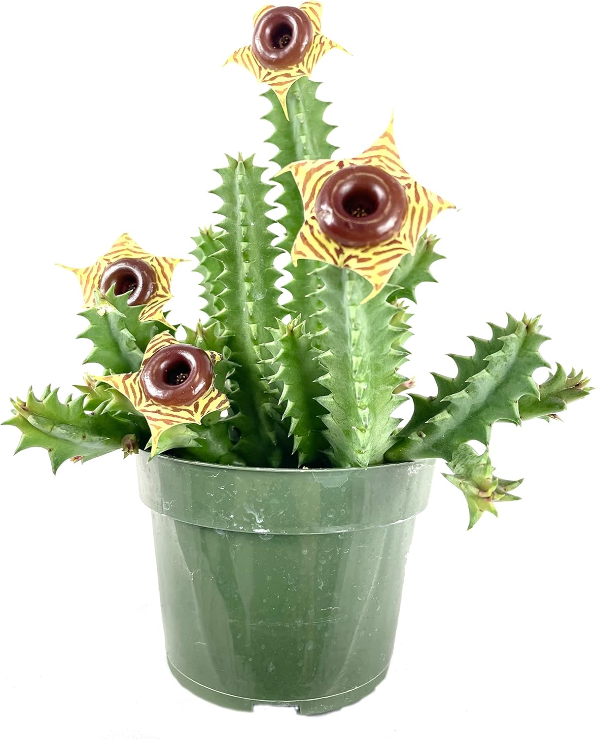 Lifesaver Cactus - Live Plant in a 4 Inch Pot - Huernia Zebrina - Extremely Rare Cactus Succulent from Florida