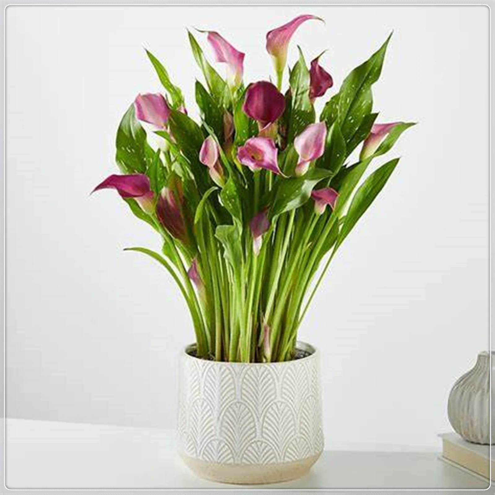 Calla Lily Bulbs, Calla Lily Bulbs Giant,Calla Lily Bulbs Giant,Calla Lily Plants,Calla Lily Plant Perinial,Bulb Flowers,Calla Lily Bulbs For Sale