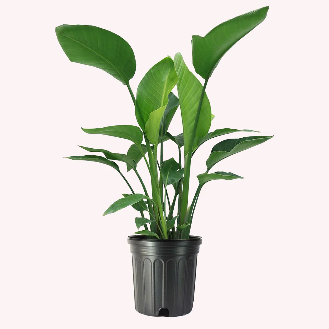 American Plant Exchange White Bird of Paradise, Large Live Tropical Plant for Indoors, 10-Inch Pot