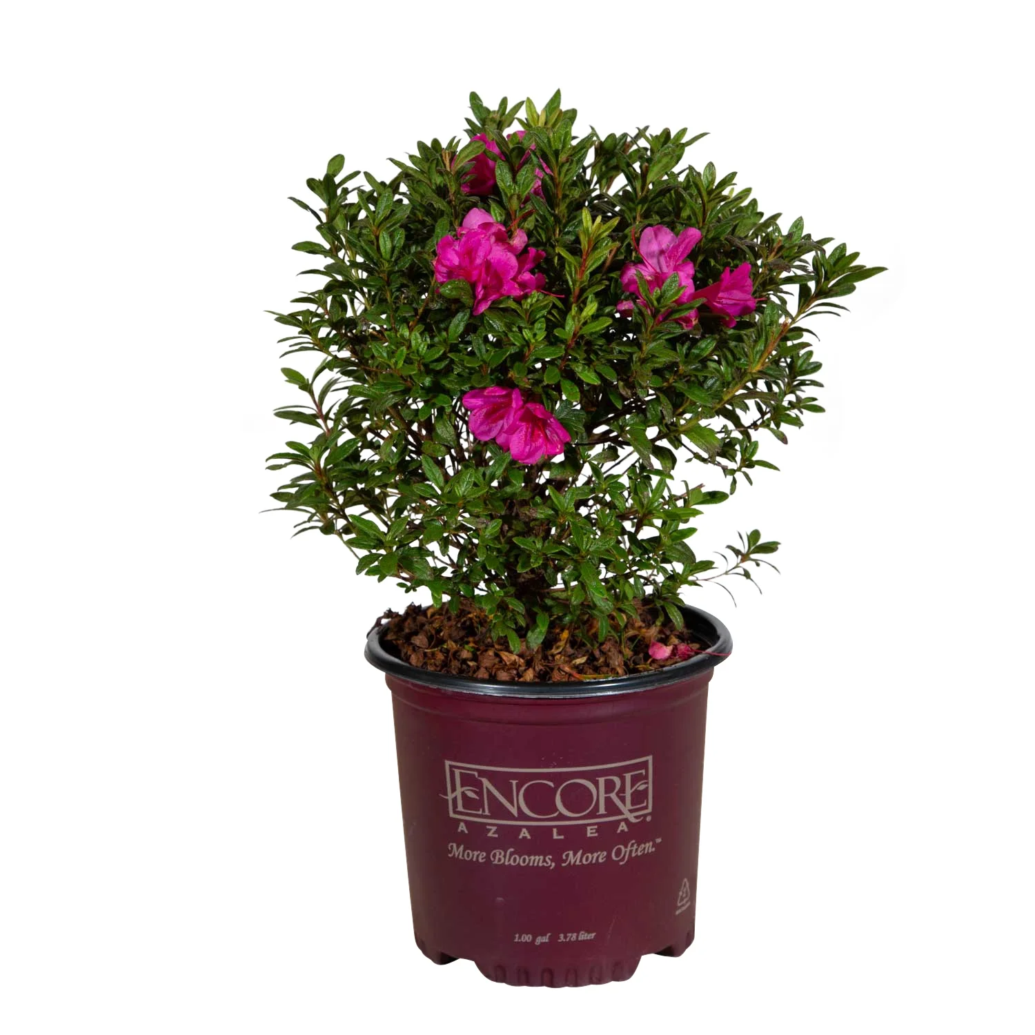 Encore Azalea Autumn Amethyst (1 Gallon) Lavender Purple Flowering Shrub - Full Sun Live Outdoor Plant - Curated Treasures Market