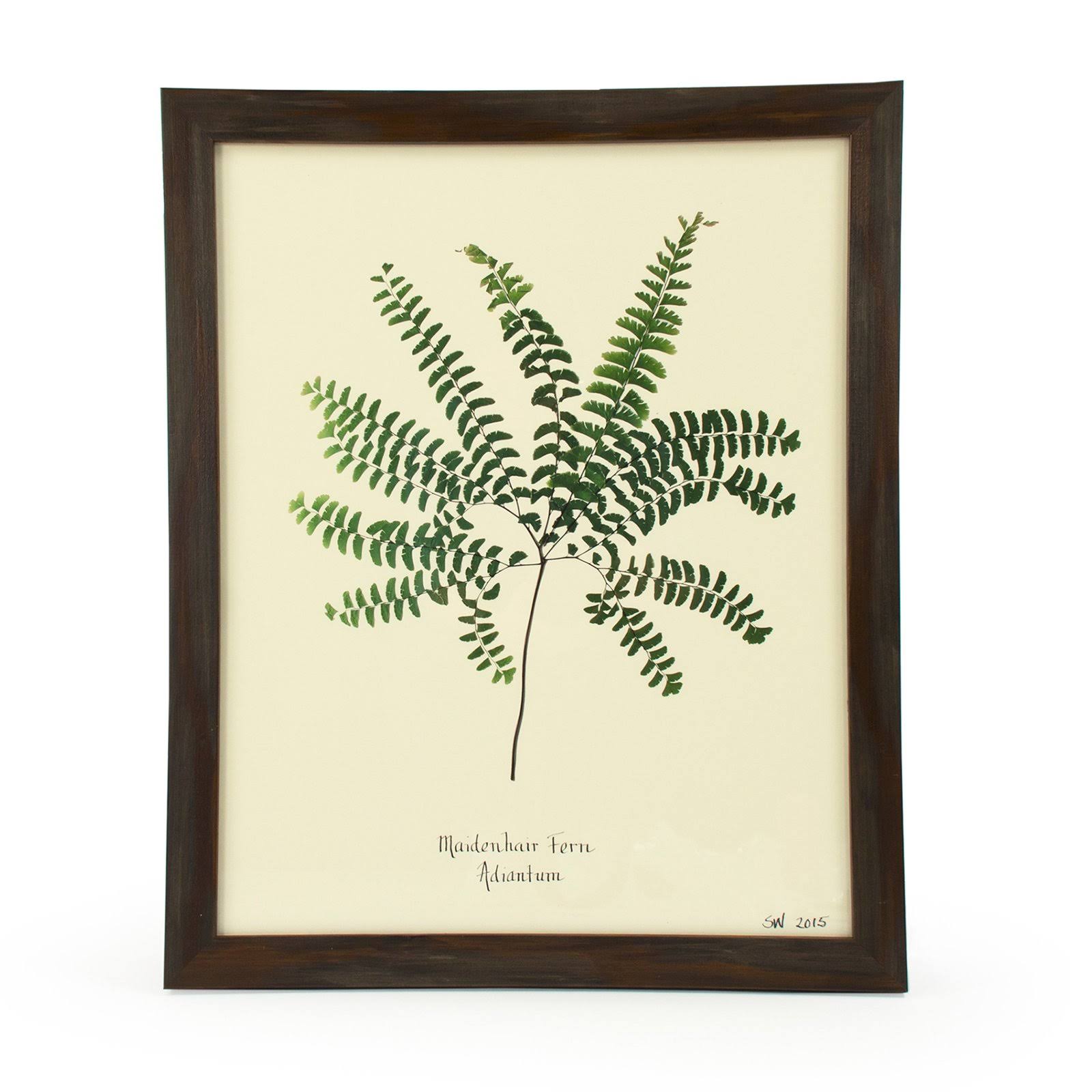 Zentique Maidenhair Fern Adiantum Wall Print - SAF-43