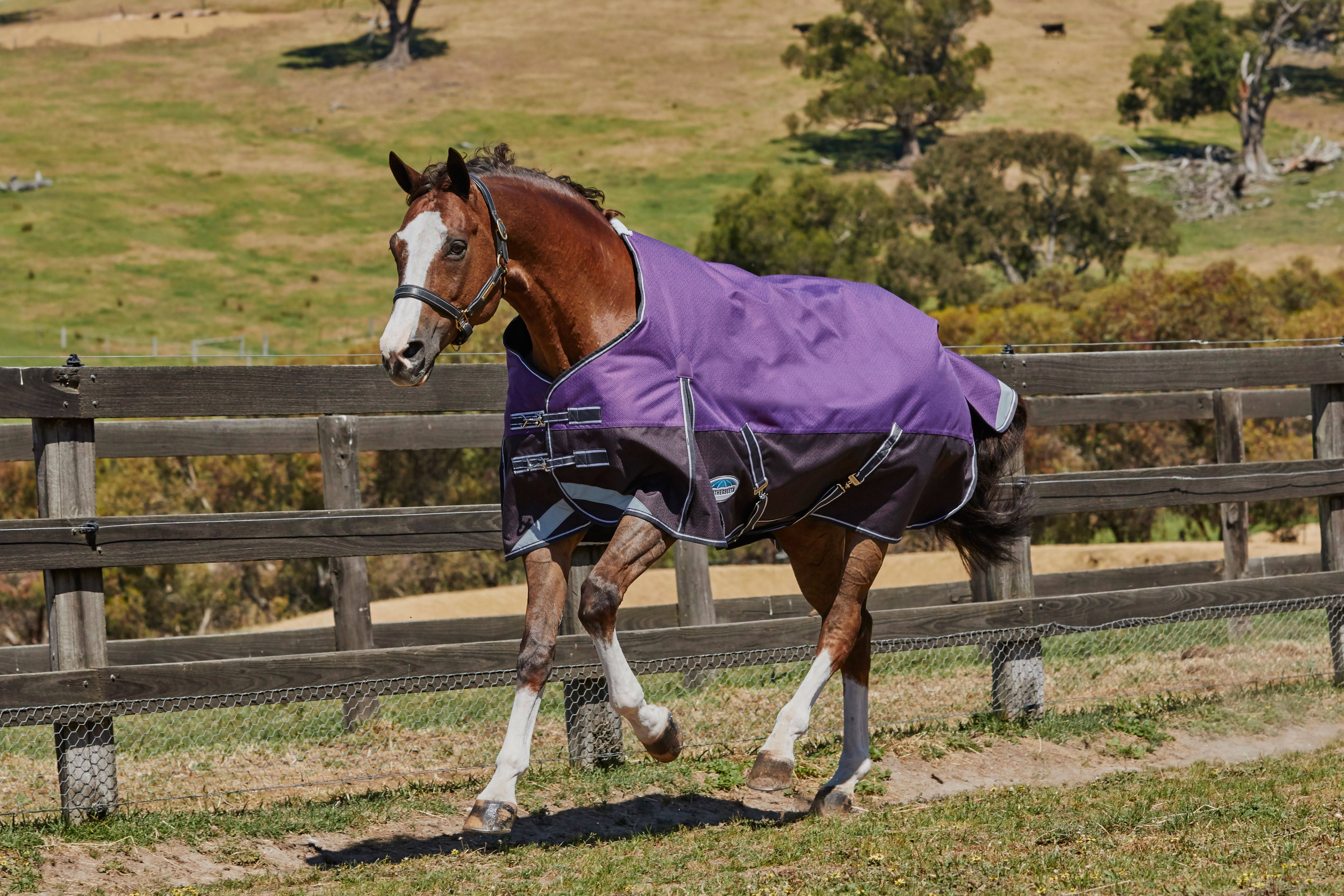 Weatherbeeta ComFiTec Plus Dynamic Standard Neck Medium/Lite Turnout - Purple/Black - Avayadevconnect