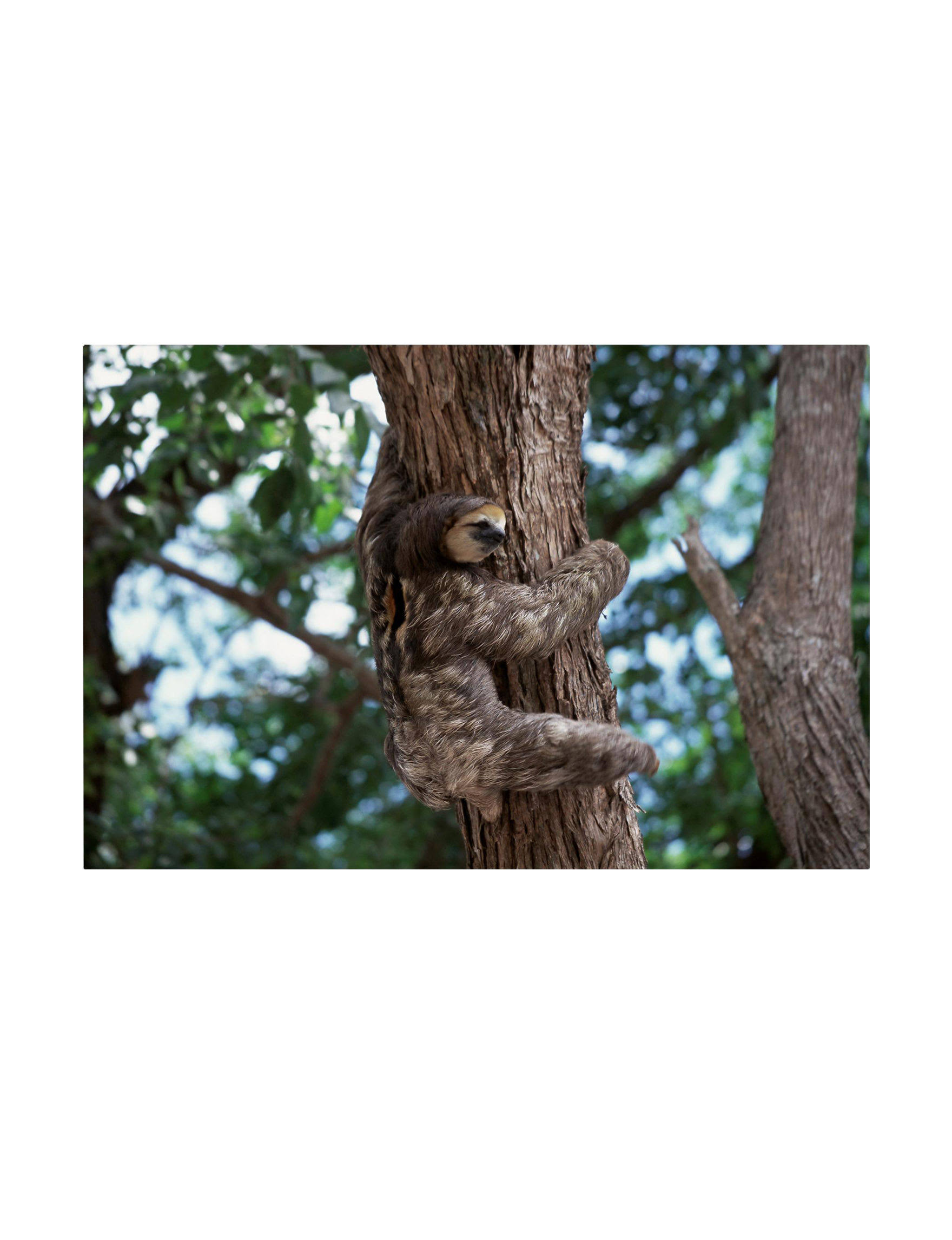 Trademark Fine Art Robert Harding Picture Library Sloth 30x47 Canvas Art | ALI18690-C3047GG