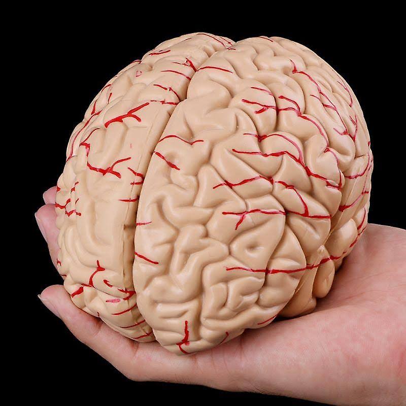TRIBALSENSATION Free Postage Disassembled Anatomical Human Brain Teaching Tool