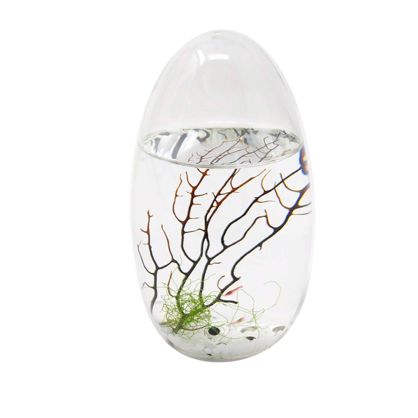 Ecosphere Closed Aquatic Ecosystem Small Pod