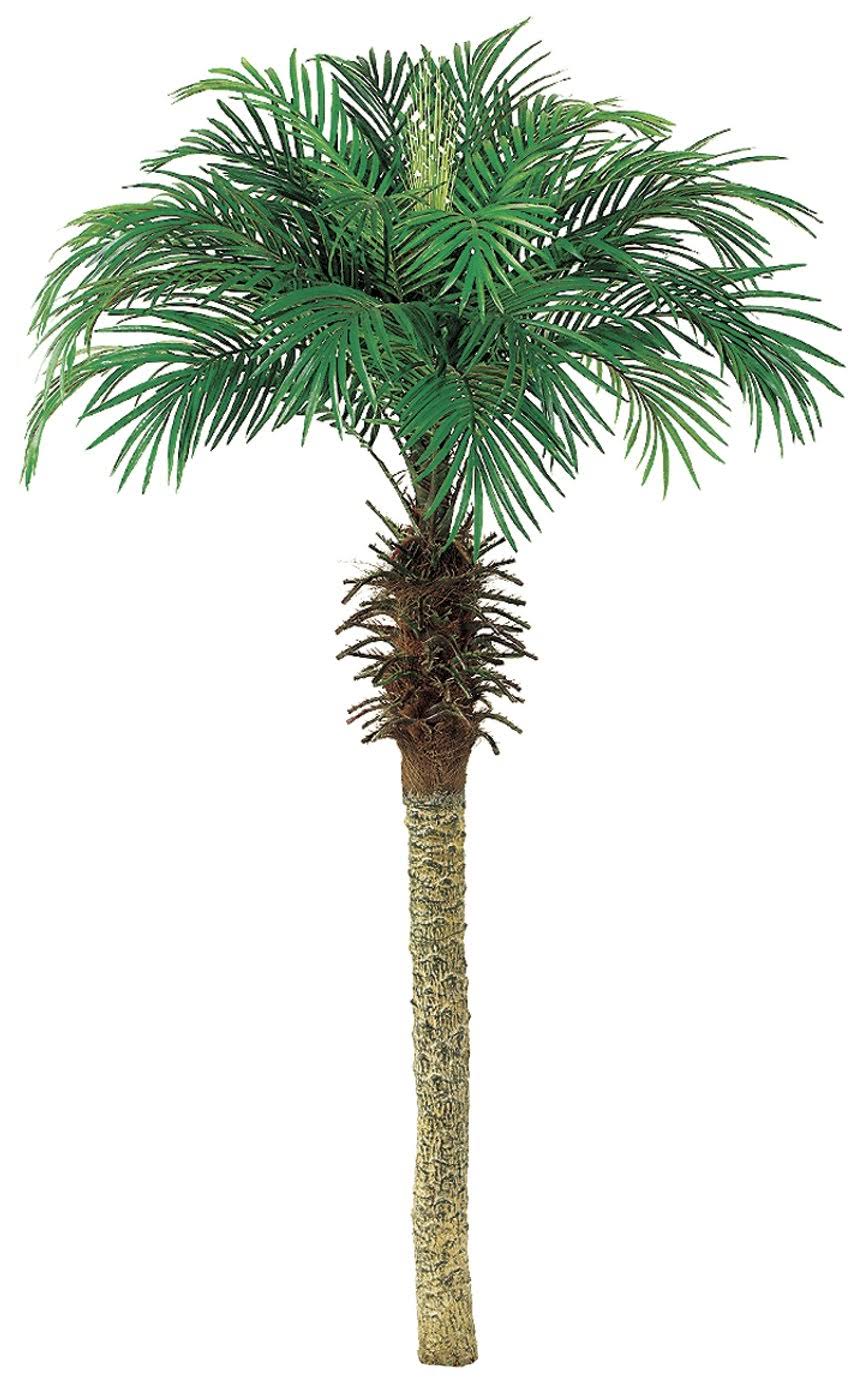 6& Phoenix Palm Tree (Pack of 2)