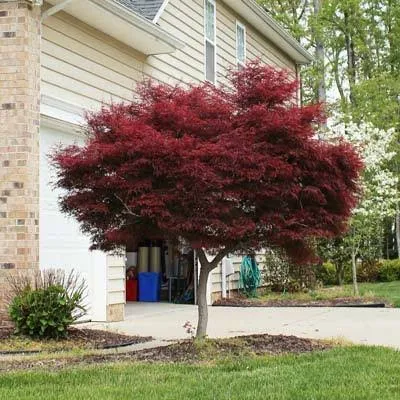 Bloodgood Japanese Maple - Cannot Ship to AZ, Size: 1-2