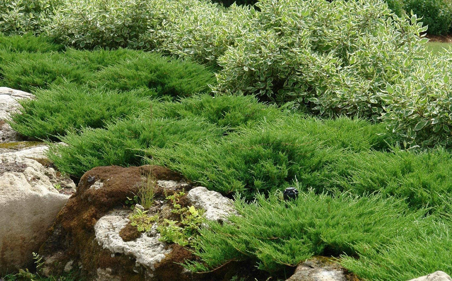 Andorra Compacta Juniper - 15 Live Plants - Evergreen Ground Cover
