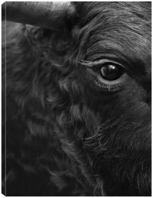 Black and White Bull Portrait Canvas Art by DP Gallery 24x32 Fineartcanvas