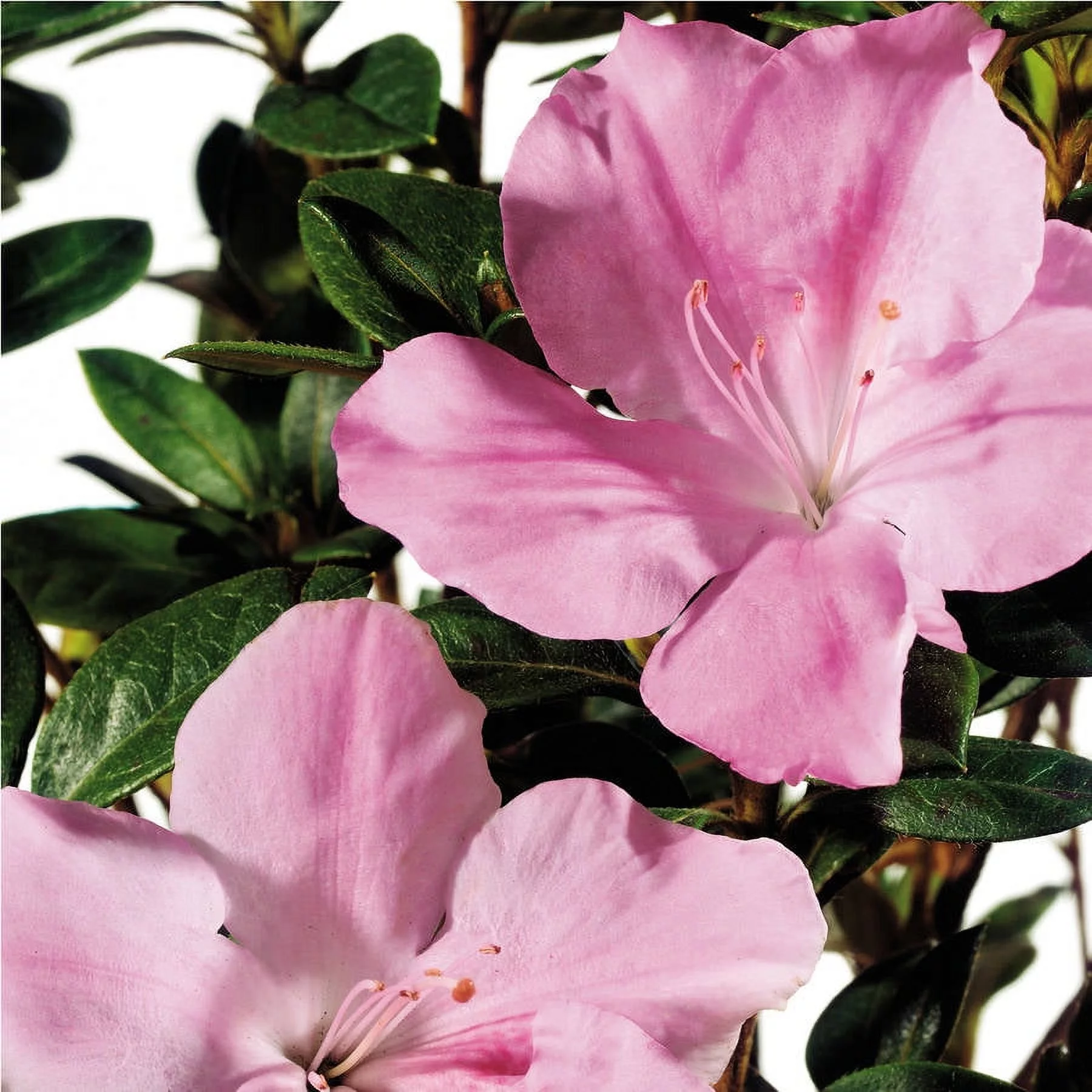 Encore Azalea Autumn Sweetheart (3 Gallon) Pink and White Flowering Shrub - Full Sun Live Outdoor Plant - Curated Treasures Market