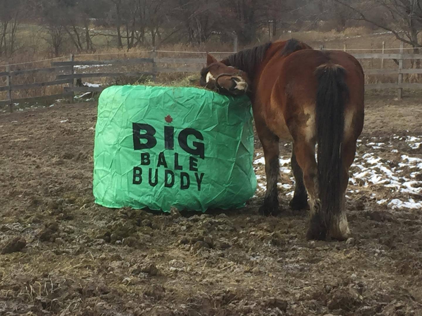 Big Bale Buddy Size Xlarge Feed Hay Horses Equine Green Round Bale