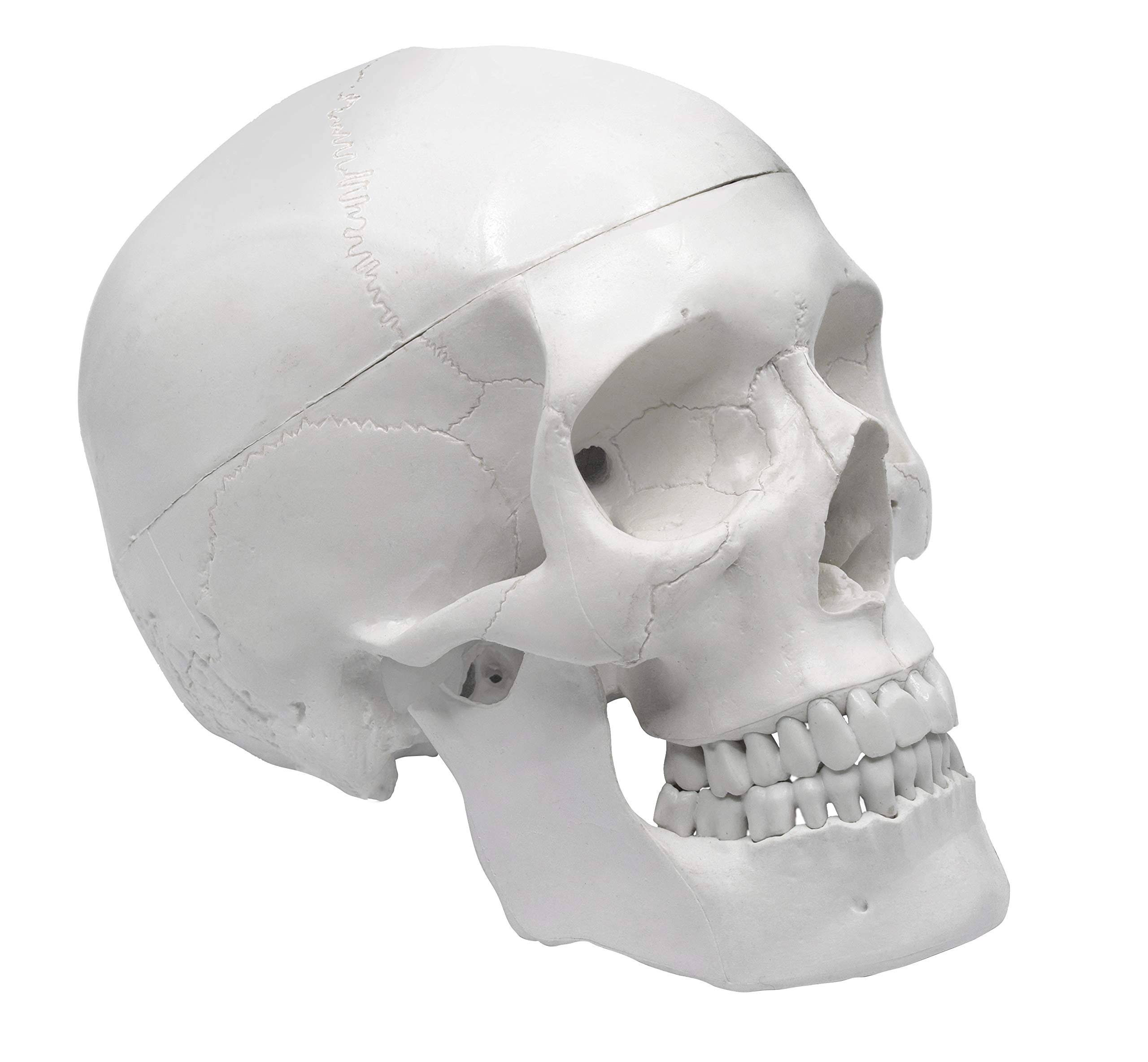 Human Adult Skull Anatomical Model, Medical Quality, Life Sized 9 Height - 3 PA